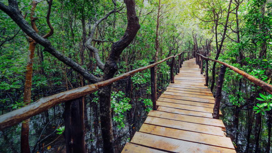 a wooden bridge going through the trees