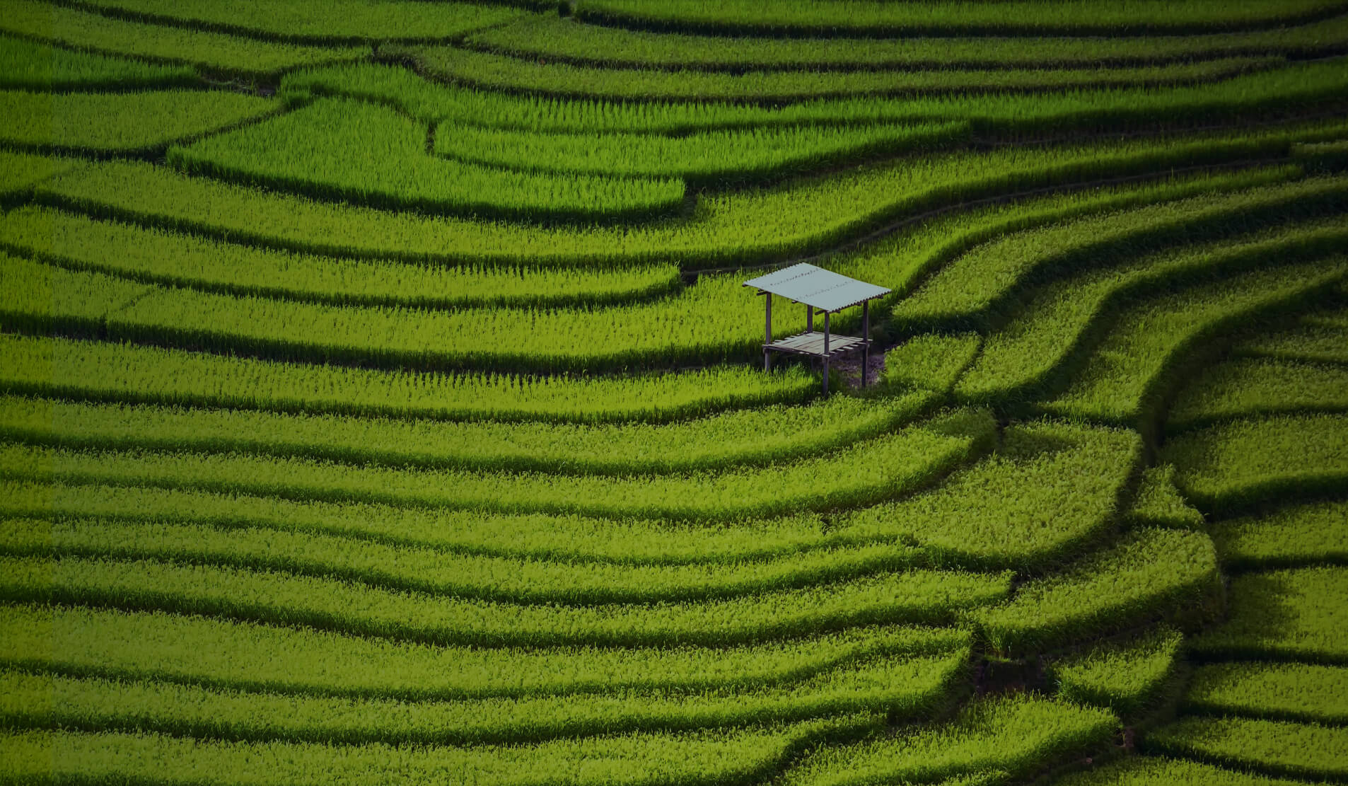 Rice fields