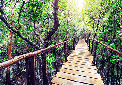 Wooden path through forest