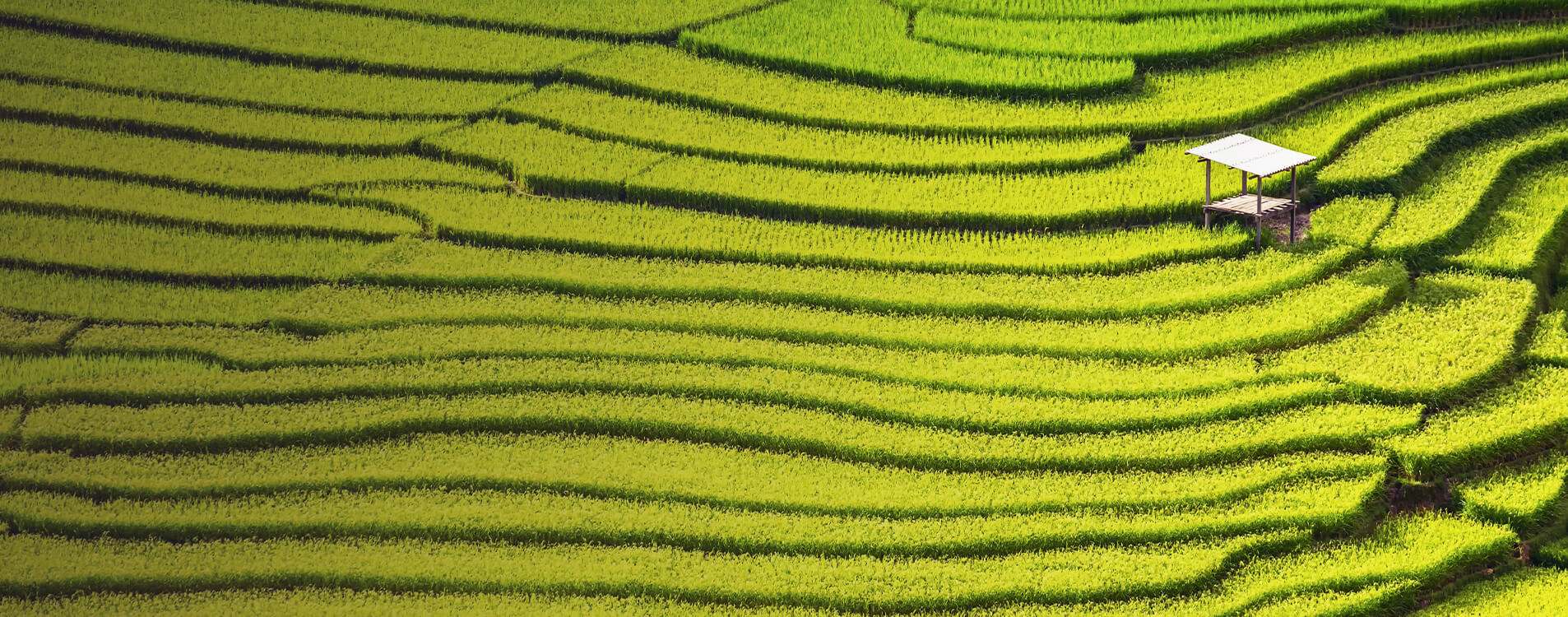 Series of green fields